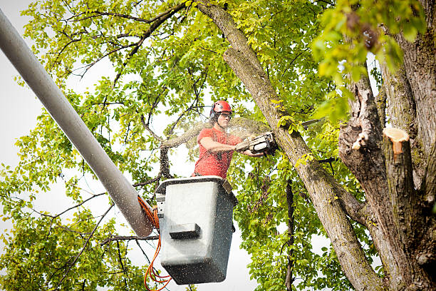 Best Hedge Trimming  in Emigsville, PA